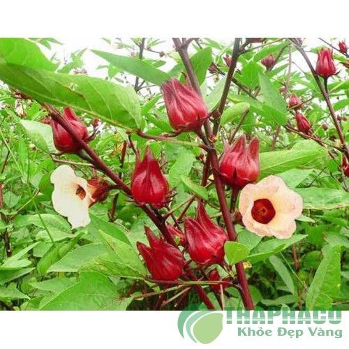 Hạt giống Hoa Atiso Đỏ - Cây Giấm - MH352