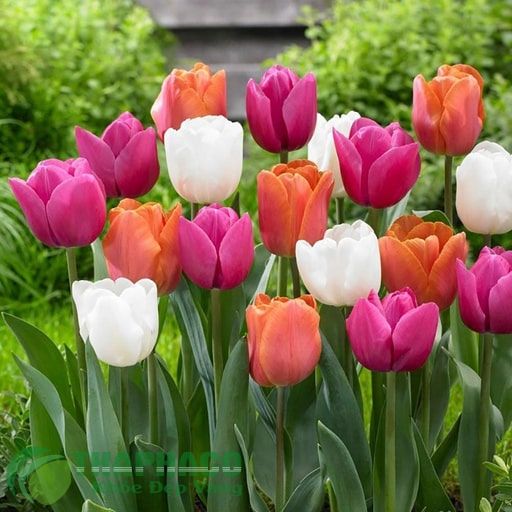 Bí quyết trồng hoa tulip và chăm sóc để trổ bông cực to, đẹp