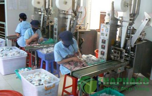 Quy trình sản xuất trà túi lọc