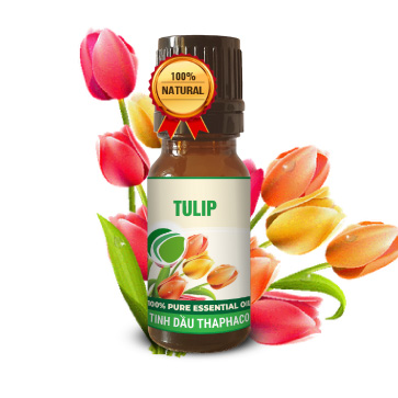 tinh dầu hoa tulip