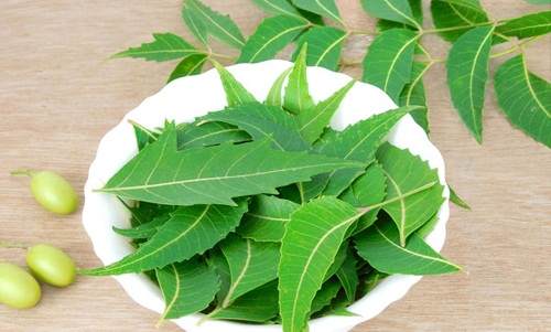 Nguyên liệu sản xuất bột lá neem