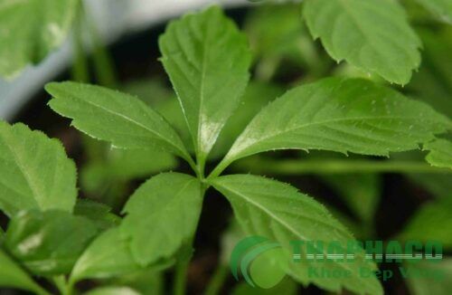 Cây giảo cổ lam tươi