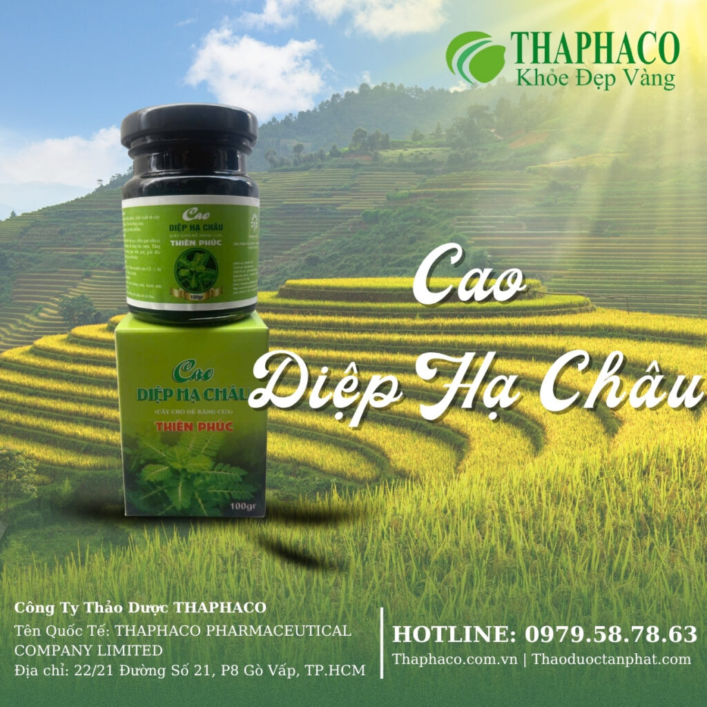 THAPHACO là địa chỉ bán cao diệp hạ châu tại TP.HCM uy tín