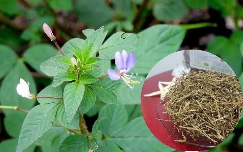 Cây mần ri khô giá rẻ tại TP.HCM