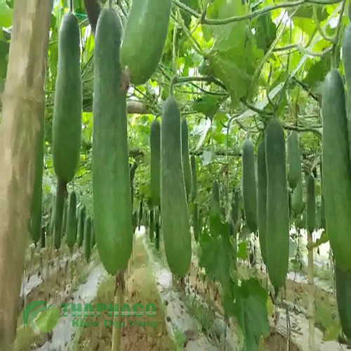 Vùng trồng bí đao tại THAPHACO