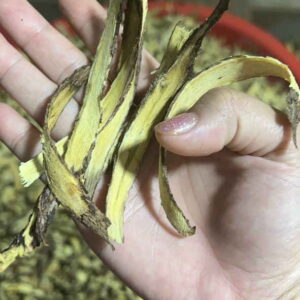 Cam thảo ngọt sấy khô đạt chuẩn - Nguồn sỉ uy tín