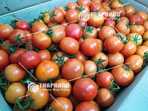 Nguyên liệu sản xuất bột cà chua