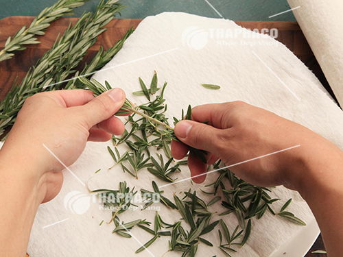 Quy trình chọn lọc và sơ chế lá hương thảo
