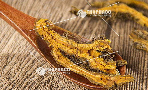 Hoàng liên tại TP.HCM