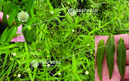 Địa chỉ bán cỏ mực tươi nguyên chất tại Việt Nam