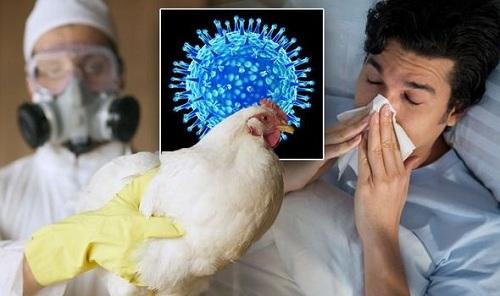 Triệu chứng của bệnh cúm gà