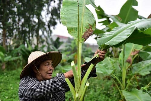 Lá chuối tươi giá rẻ tại TP.HCM