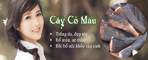 Cỏ máu đối với sức khỏe