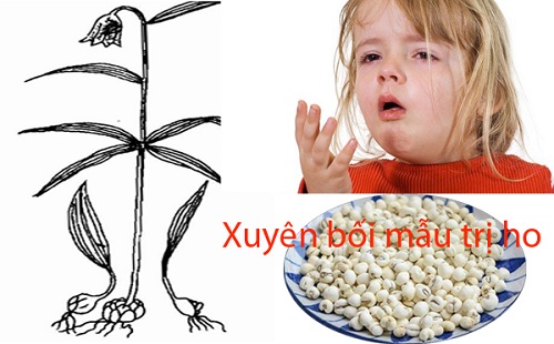 Xuyên bối mẫu trị ho của Thaphaco