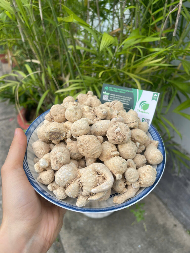 Cách dùng củ nam thất nam HCM