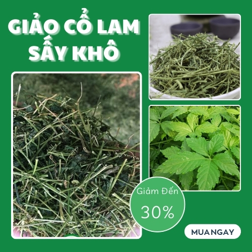 Giảo cổ lam tại TP.HCM của THAPHACO ( Tấn Phát Group )