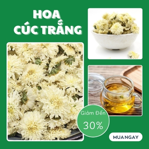 Hoa cúc trắng tại HCM của THAPHACO (Tấn Phát Group)