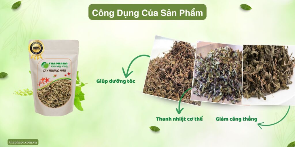 Công dụng của hương nhu tại TP.HCM