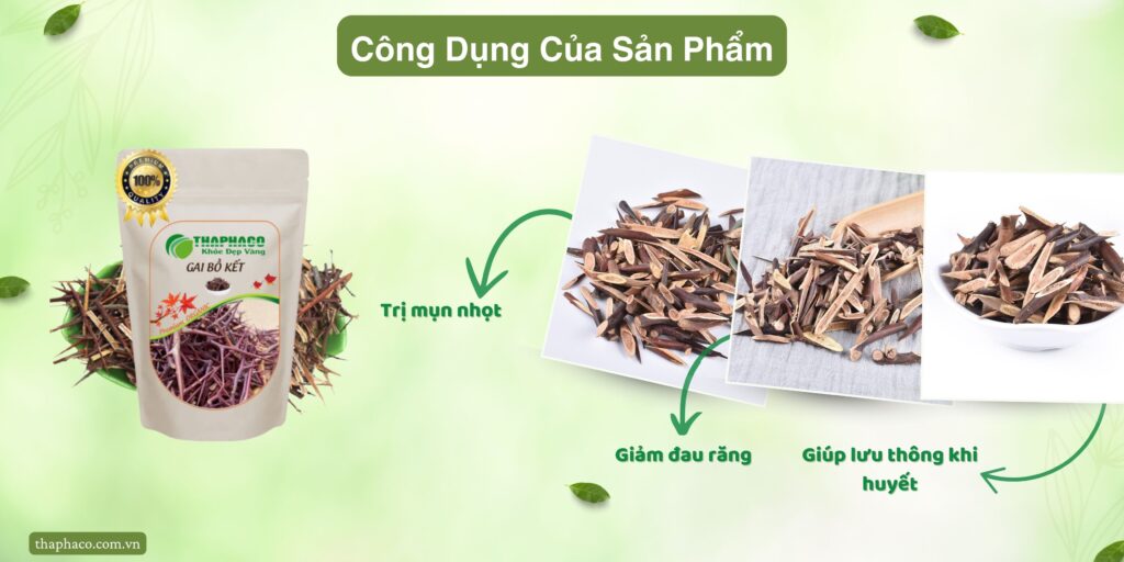 Công dụng của gai bồ kết tại TP.HCM