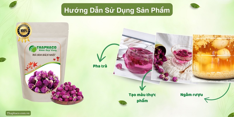 Sử dụng hoa bách nhật của THAPHACO (Tấn Phát Group)