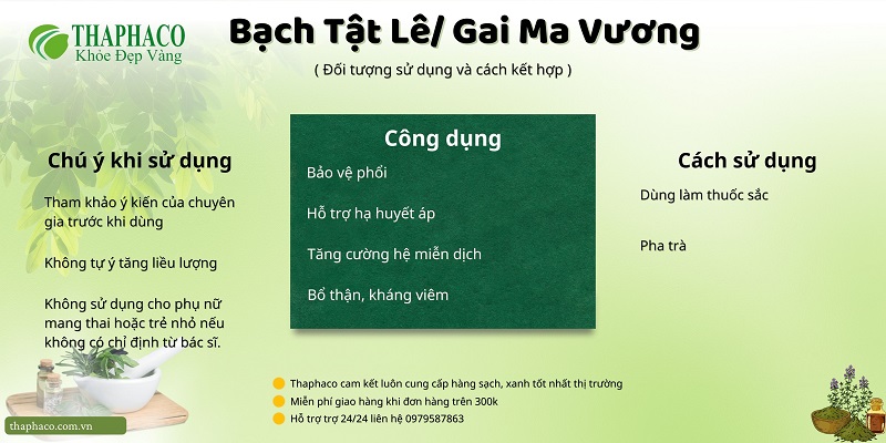 Lưu ý khi dùng bạch tật lê/ gai ma vương