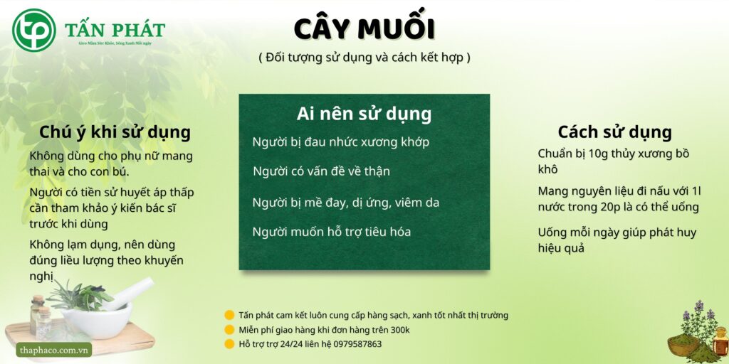 Cách sử dụng cây muối tại TP.HCM