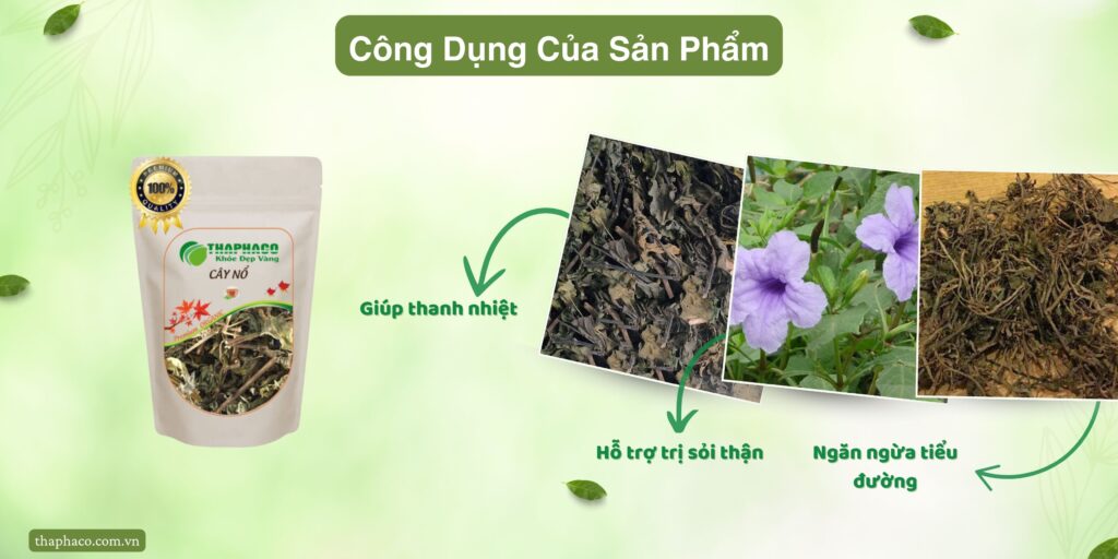 Lợi ích của cây nổ tại TP.HCM