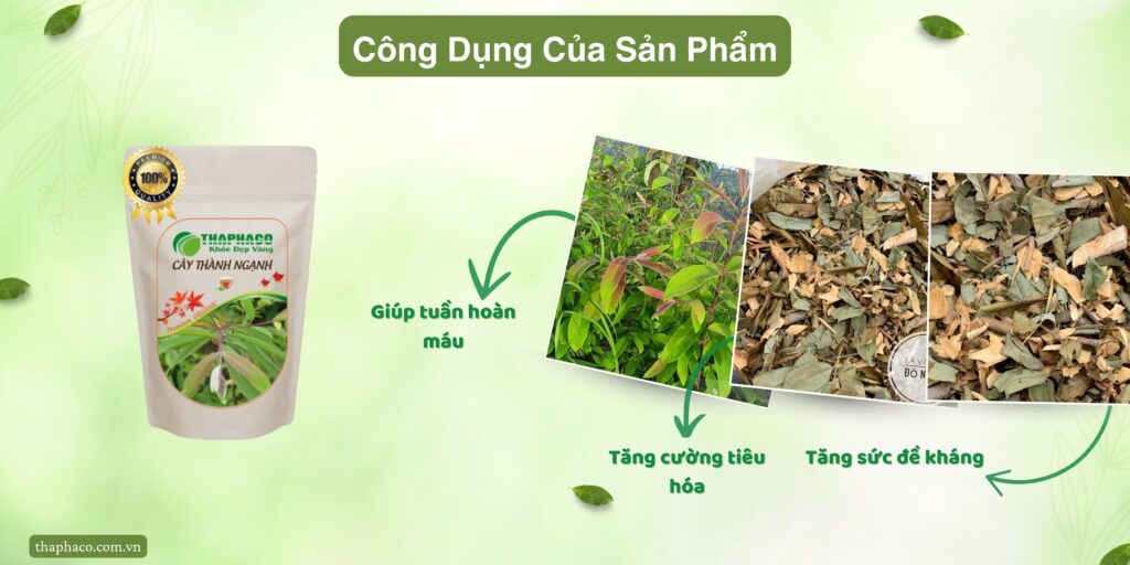 Công dụng của cây thành ngạnh tại TP.HCM