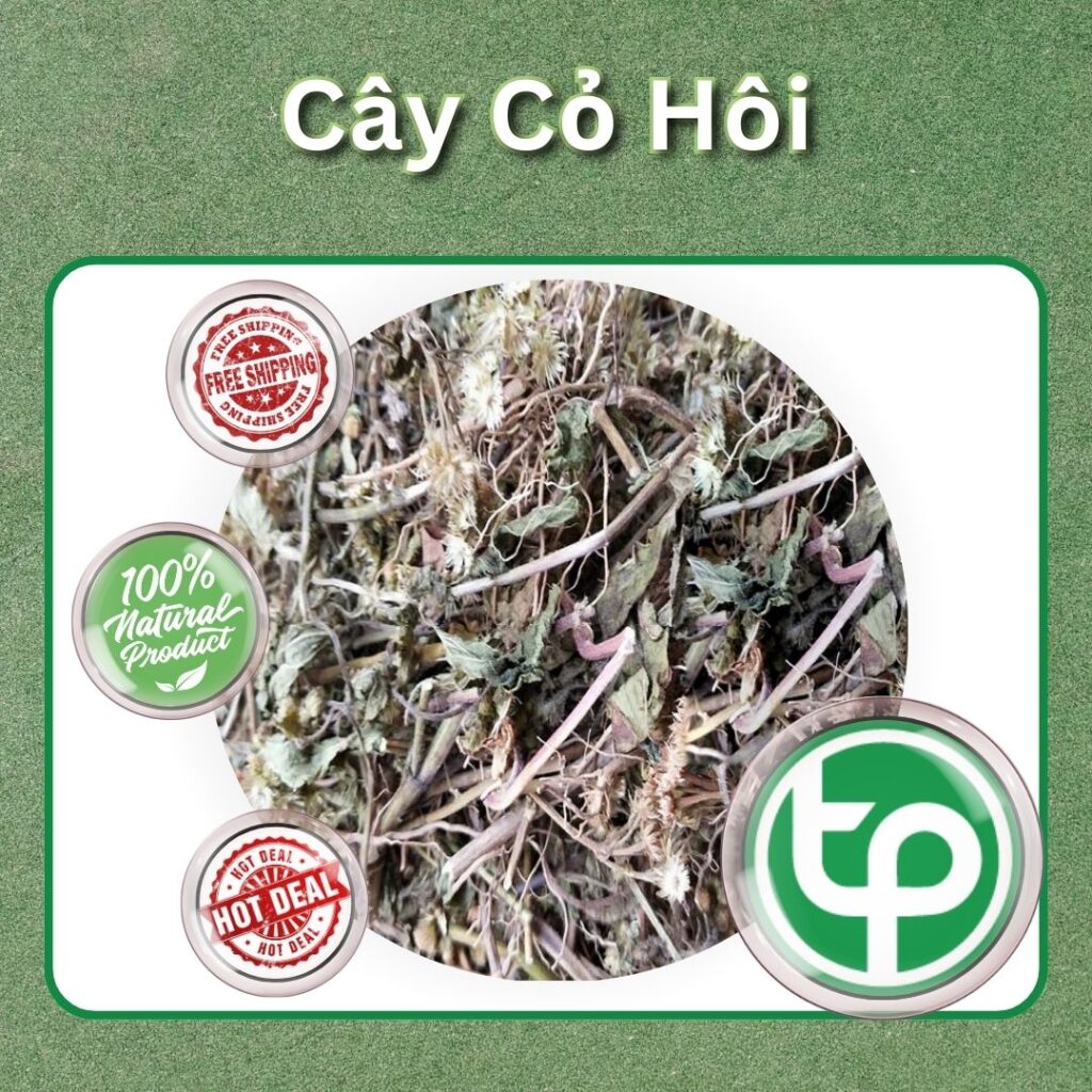 Mua cây cỏ hôi tại TP.HCM ở THAPHACO ( Tấn Phát Group )