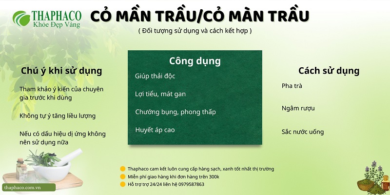 Lưu ý khi dùng cỏ màn trầu tại HCM