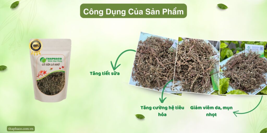 Công dụng của cỏ sữa lá nhỏ tại TP.HCM