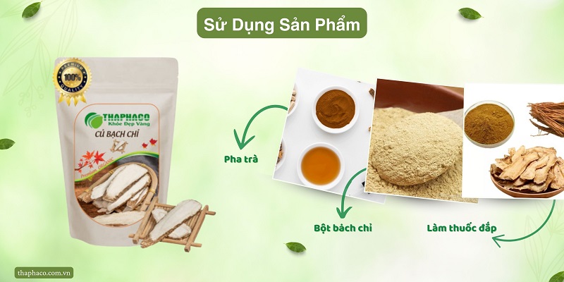 Sử dụng củ bạch chỉ như thế nào cho đúng cách