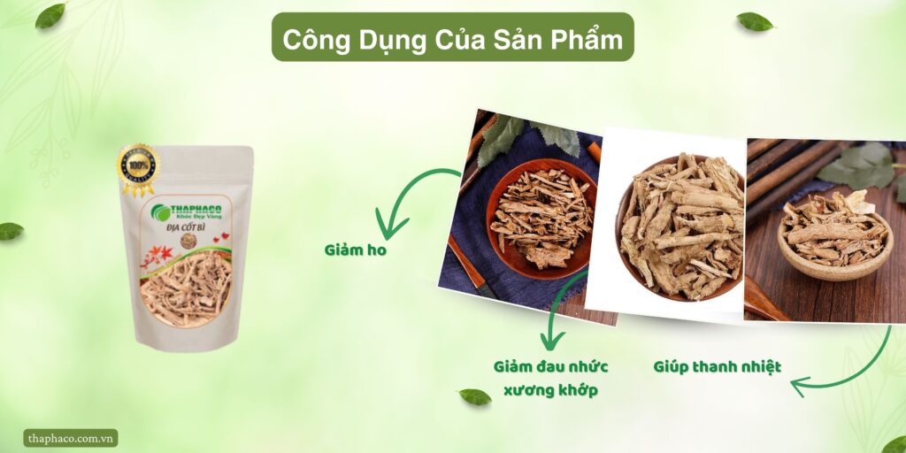 Lợi ích của địa cốt bì tại TP.HCM