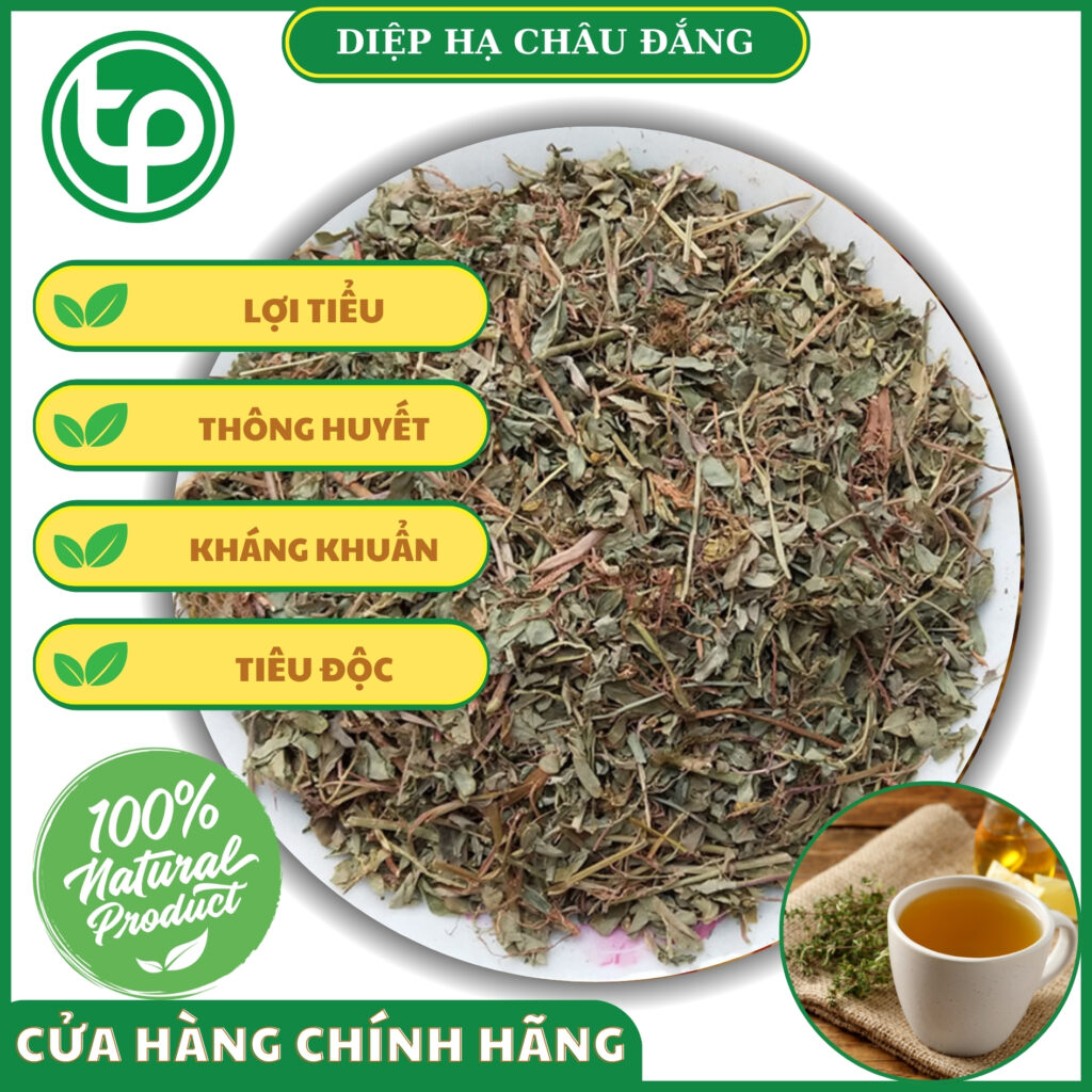 Công dụng của diệp hạ châu tại TP.HCM