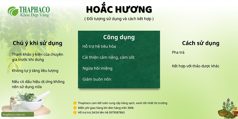 Dùng hoắc hương cần lưu ý điều gì