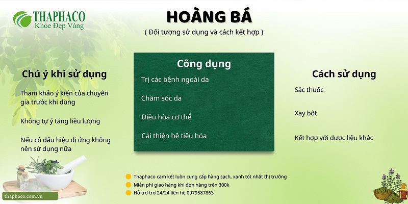 Hoàng bá tại HCM THAPHACO (Tấn Phát Group)