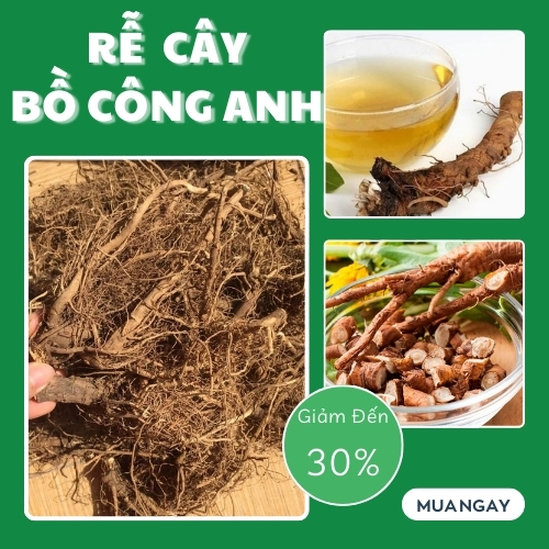 Mua rễ bồ công anh tại TP.HCM ở đâu ?