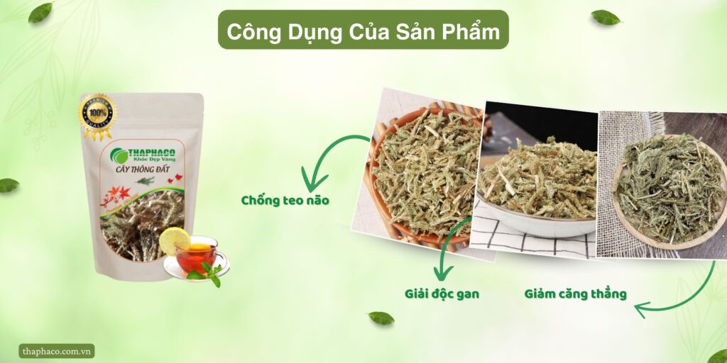 Công dụng của thông đất tại TP.HCM