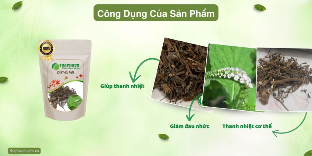 Công dụng của cây vòi voi tại TP.HCM