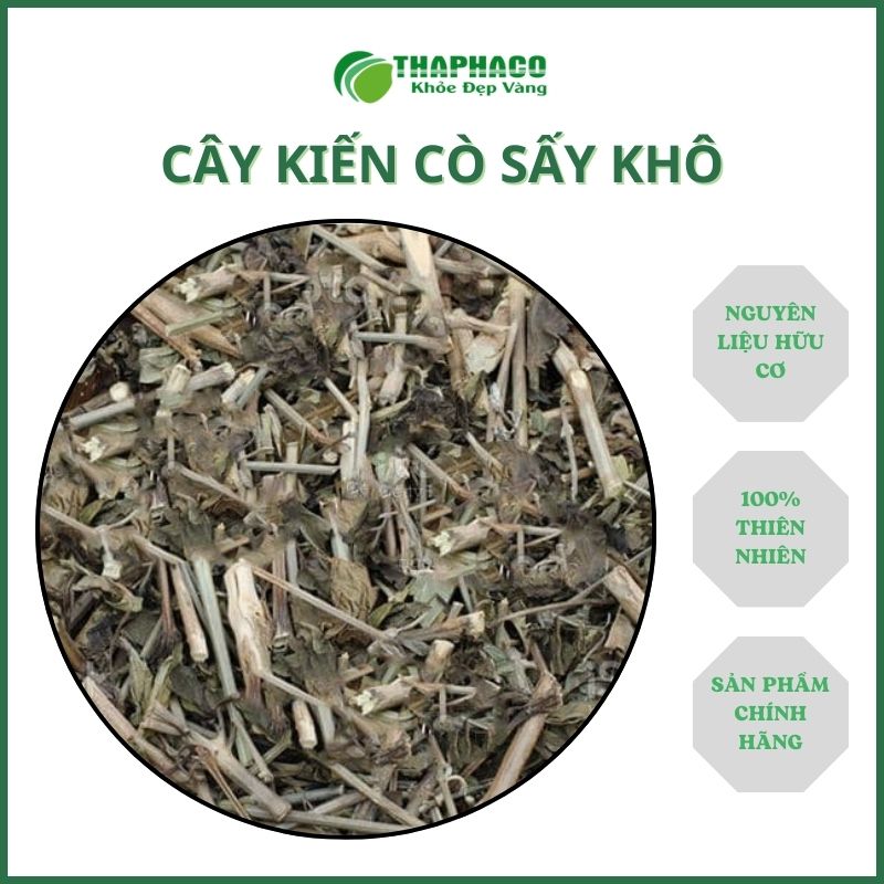 Cây kiến cò tại TP.HCM