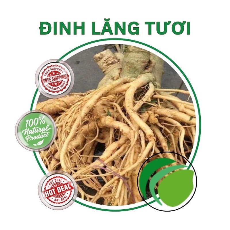 Đinh lăng tươi tại HCM THAPHACO (Tấn Phát Group)