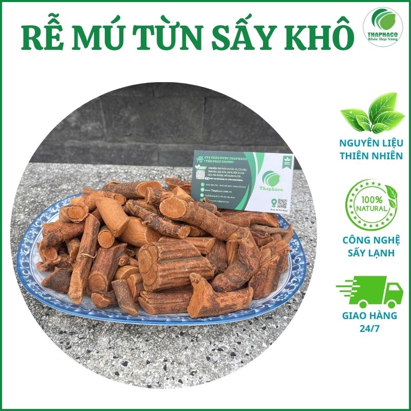 Công dụng của rễ mú từn đối với sức khỏe