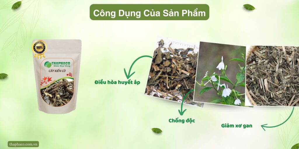 Công dụng của cây kiến cò tại TP.HCM