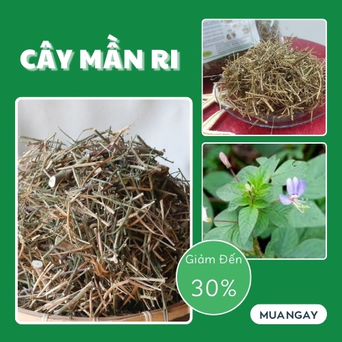 Nơi bán cây mần ri tại TP.HCM ở đâu ?