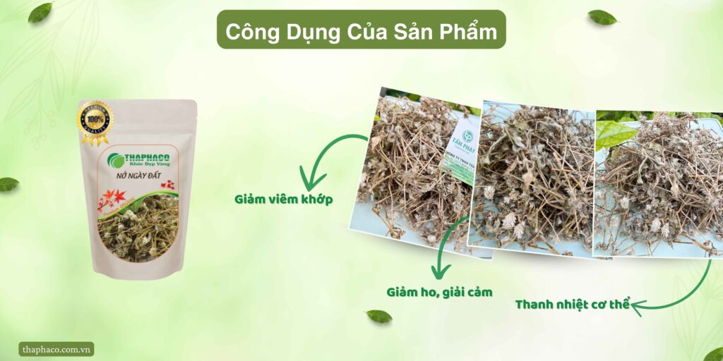 Công dụng của cây nở ngày đất tại TP.HCM