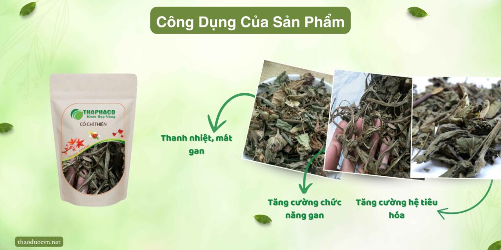 Công dụng của cỏ chỉ thiên tại TP.HCM