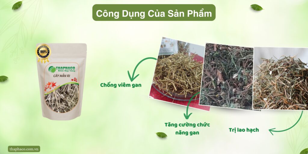 Công dụng của cây mần ri tại TP.HCM