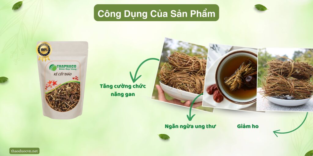 Công dụng của kê cốt thảo tại TP.HCM