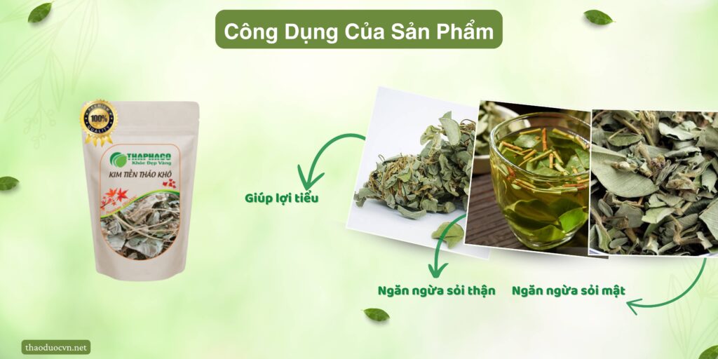 Công dụng của kim tiền thảo tại TP.HCM