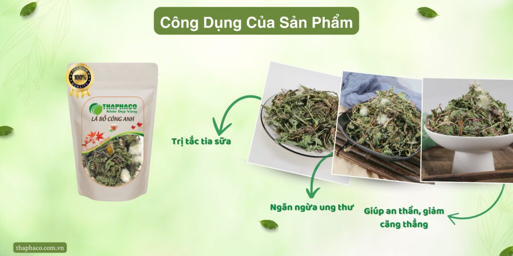 Công dụng của lá bồ công anh tại TP.HCM